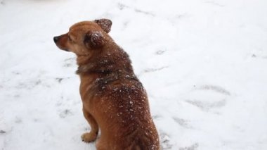 Kışın titreyen sokak köpeği. Köpek soğuktur