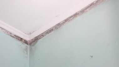 Bir fırın tepsisine taze deniz balık. Lezzet ve baharat ile Balık Pişirme