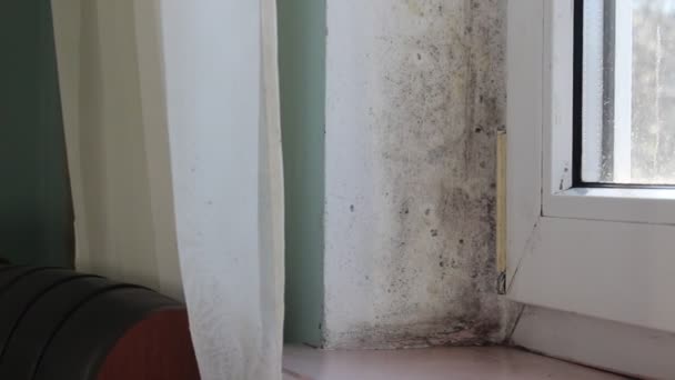 Вологість Конденсату Чорна Цвіль Вікнах Стінах Шторах Спори Чорної Токсичної — стокове відео