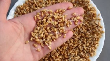 Microgreens. Filizlenmiş buğday. Vegan gıda. Çimlenme sayede tohumları germinated ve çiğ veya pişmiş yemiş işlemidir