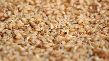 Çimlenme tohumları. Brüksel lahanası yemek. Çimlenme sayede tohumları germinated ve çiğ veya pişmiş yemiş işlemidir