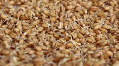 Kepekli tahıllar çimlenme. Vegan gıda. Mikro Yeşiller. Çiğ gıda diyet. Brüksel lahanası yemek