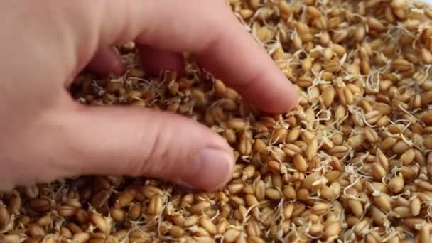 家で芽を出し成長します ナッツ 穀物や豆を発芽の過程は — ストック動画