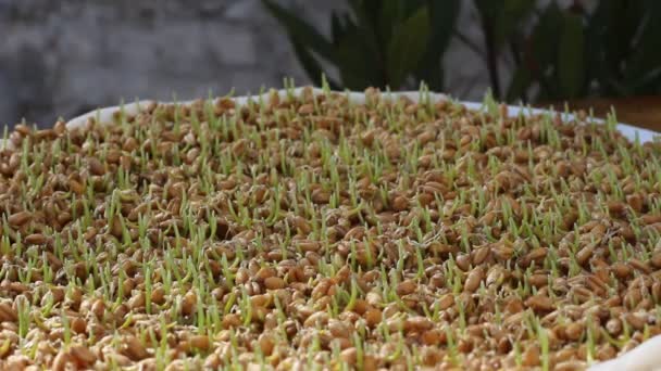 Pulverizando Sementes Germinadas Conceito Alimentação Vegetariana Saudável Germinação Trigo Casa — Vídeo de Stock