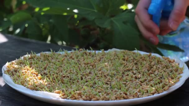 Spraying Green Sprouts Sementes Verdes Trigo Uma Dieta Alimentos Crus — Vídeo de Stock