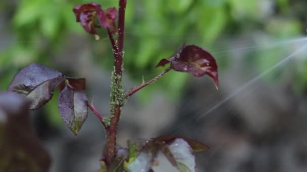 Blattläuse Insekten Die Rosen Befallen Werden Oft Als Schädlinge Betrachtet — Stockvideo