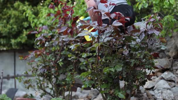 Pulverizador Mano Usando Pesticidas Jardín Protección Las Rosas Contra Las — Vídeo de stock