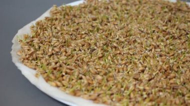 Mikro Yeşiller. Çiğ gıda diyet. Brüksel lahanası yemek. Çimlenme sayede tohumları germinated ve çiğ veya pişmiş yemiş işlemidir