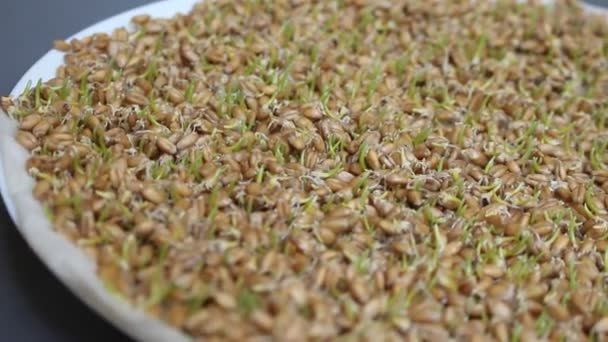 Çimlenme Sayede Tohumları Germinated Çiğ Veya Pişmiş Yemiş Işlemidir — Stok video