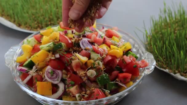 Microgreens Saláta Zöld Friss Hajtások Egészséges Vegán Ebéd Étel Paradicsom — Stock videók