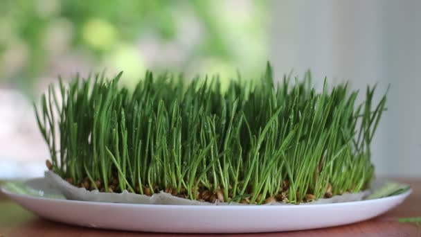 Microgreen Cutting Microgreens Business Harvesting Using Microgreens — Stock Video