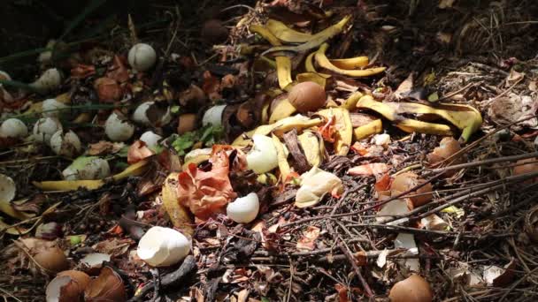 Küchenreste Obst Und Gemüse Kartoffelschalen Zwiebeln Zitrone Mandarine Banane Kiwi — Stockvideo