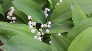 Çan olabilir. Lily, Lily vadi, Convallaria ve muguet olabilir