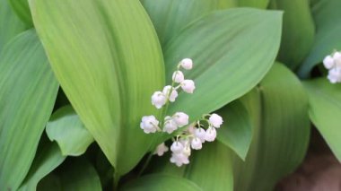 Lily vadi. Çiçek de Our Lady's gözyaşı veya Hristiyan efsaneleri Mary'nin gözyaşları denir