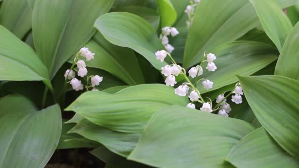 Campanas Mayo Lirio Mayo Lirio Del Valle Convallaria Muguet — Vídeo de stock