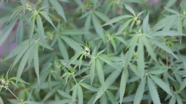 Kenevir (sativa var. Hint keneviri)