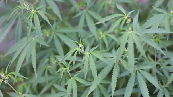 Cânhamo Cannabis Sativa Var Sativa — Vídeo de Stock