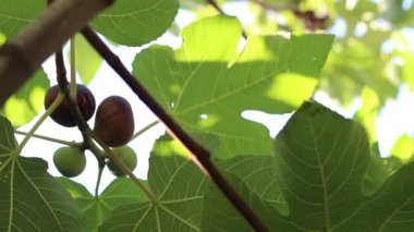 Olgun ortak incir ve incir yaprakları. Koyu ve yeşil incir. İncir ağacı karanlık meyve ile. Siyah misyon incir