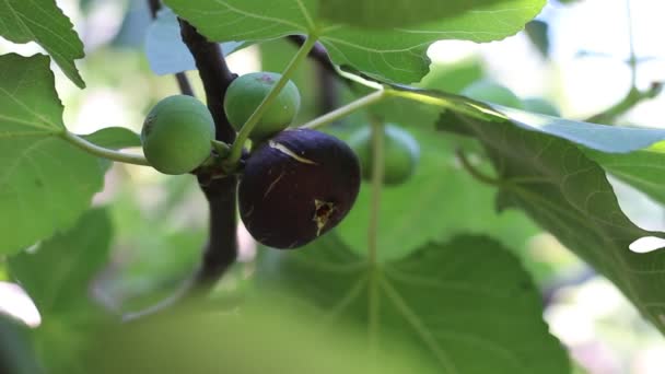 Dojrzałych Fig Wspólne Liści Figowych Ciemne Zielone Figi — Wideo stockowe