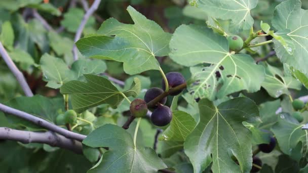 Dojrzałych Fig Wspólne Liści Figowych Ciemne Zielone Figi — Wideo stockowe