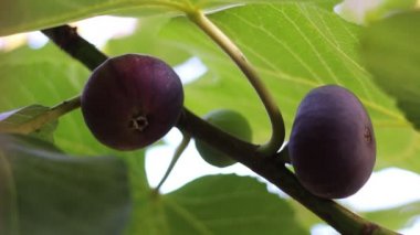 İncir ağacı karanlık meyve ile. Siyah misyon incir