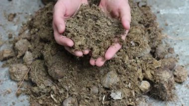 Kompost inek gübresi. Gübre olarak gübre. Bir çiftçi eline