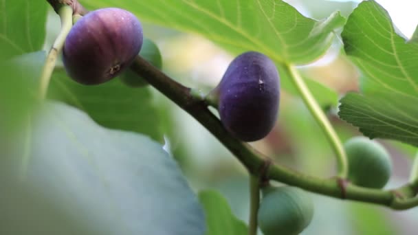 Feigenbaum Mit Dunklen Früchten Schwarze Missionsfeigen Reife Feigen Und Feigenblätter — Stockvideo