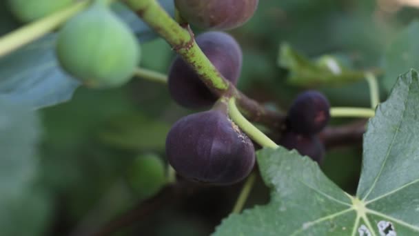 Fig Tree Dark Fruits Black Mission Figs Ripe Common Figs — Stock Video