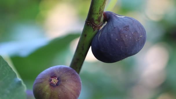 Woman Picks Figs Tree Fig Tree Dark Fruits Black Mission — Stock Video