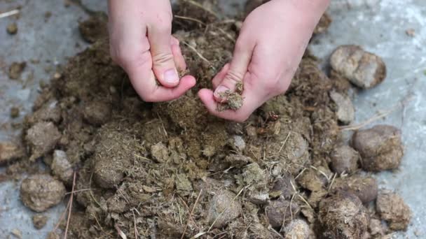 Use Horses Manure Garden Fertilizer Composting Horse Manure Gardener Hands — Stock Video