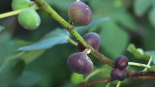 Feigenbaum Mit Dunklen Früchten Schwarze Missionsfeigen Reife Feigen Und Feigenblätter — Stockvideo