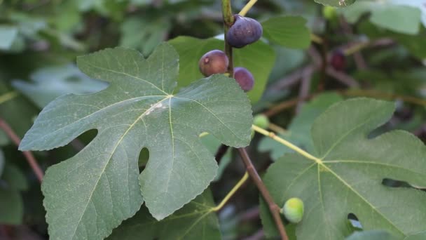 Dojrzałych Fig Wspólne Liści Figowych Ciemne Zielonych Fig Drzewo Figowe — Wideo stockowe