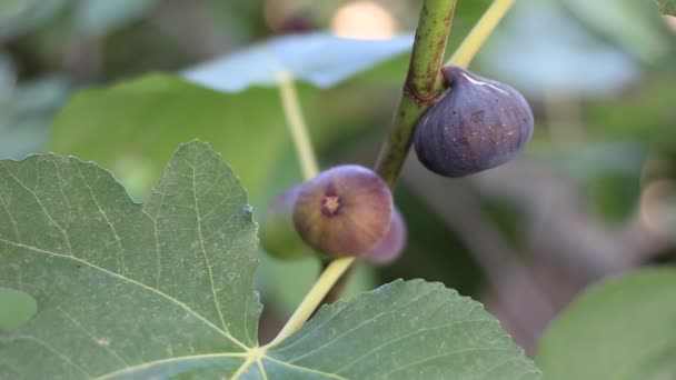 Dojrzałych Fig Wspólne Liści Figowych Ciemne Zielonych Fig Drzewo Figowe — Wideo stockowe