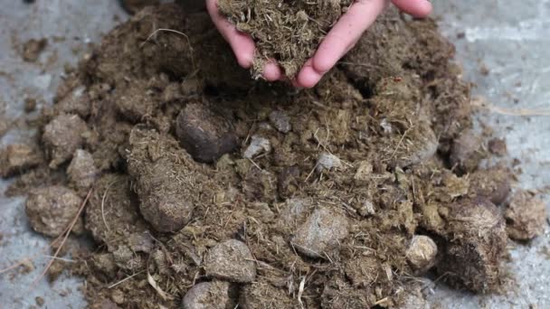 Abono Estiércol Animal Las Manos Hombre Estiércol Fertilizante Valioso Para — Vídeo de stock