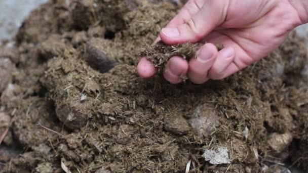 在自家花园里使用肥料 堆肥马粪 园丁的手 — 图库视频影像