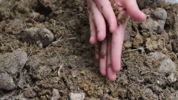 Met Behulp Van Mest Tuin Compostering Paardenmest Gardener Handen — Stockvideo