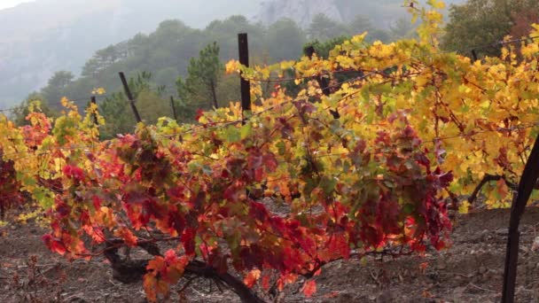 Autumn Vineyard Fall Foliage Vines Fall Flair — Stock Video