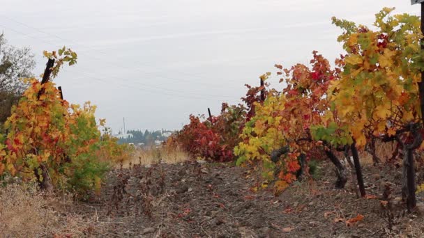 Automne Dans Vignoble Couleur Des Feuilles — Video