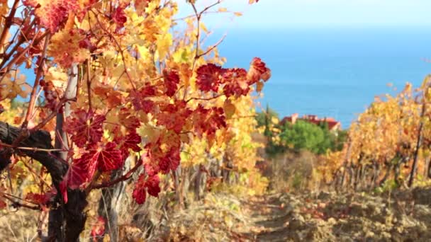 Autumn Coast Vineyards — Stock Video