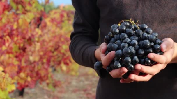 Winegrower 彼の手で赤ワイン葡萄を保持します ブドウ栽培者 ブドウの収穫 — ストック動画