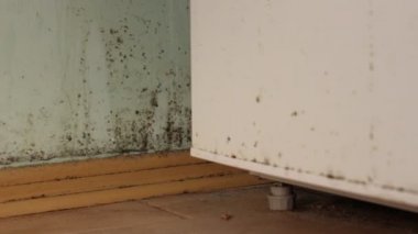 Siyah kalıp duvarları üzerinde. Kalıp içinde ev