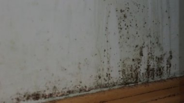 Toksik siyah küf içinde duvarlarda ev