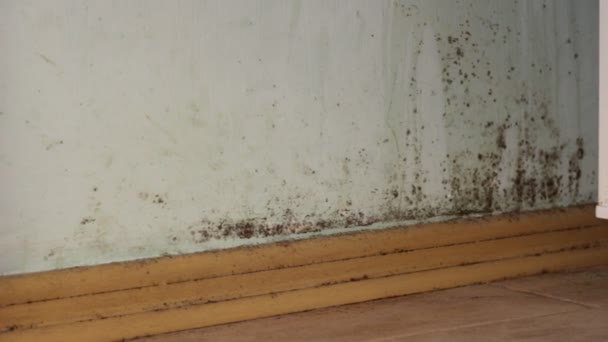 Toxic Black Mold House Walls Black Mold Walls — Stock Video