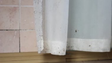 Zwarte Schimmel Muren Schimmel Huis — Stockvideo © Fevziie #195115090 Zwarte Schimmel Muren Schimmel Huis — Stockvideo © Fevziie #195115090