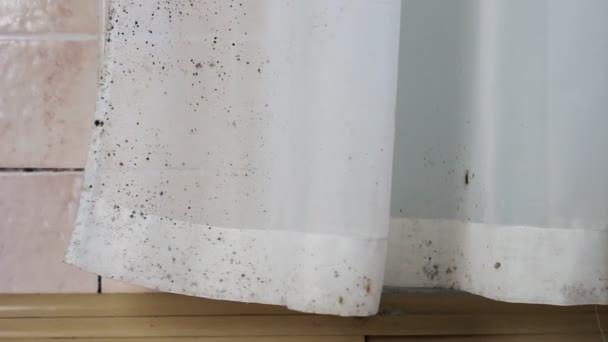 Μούχλα Στο Σπίτι Τοίχους Κουρτίνες Πλακάκι Οροφή Παράθυρα Έπιπλα — Αρχείο Βίντεο