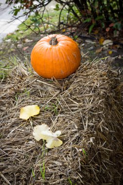 Cadılar Bayramı partisi için turuncu kabak