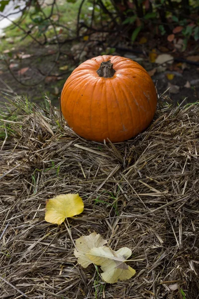 ハロウィーン パーティーのためのオレンジ色のカボチャ — ストック写真