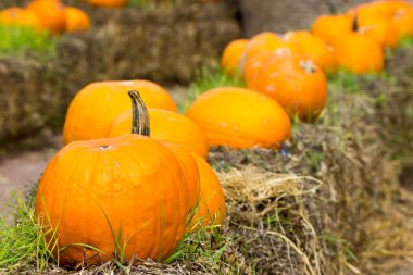 Cadılar Bayramı partisi için turuncu kabak