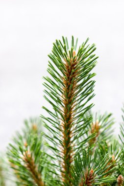 Çam dalı closeup görünümü