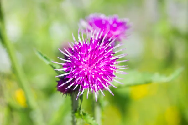 Scatola di fiori di legno — Foto Stock